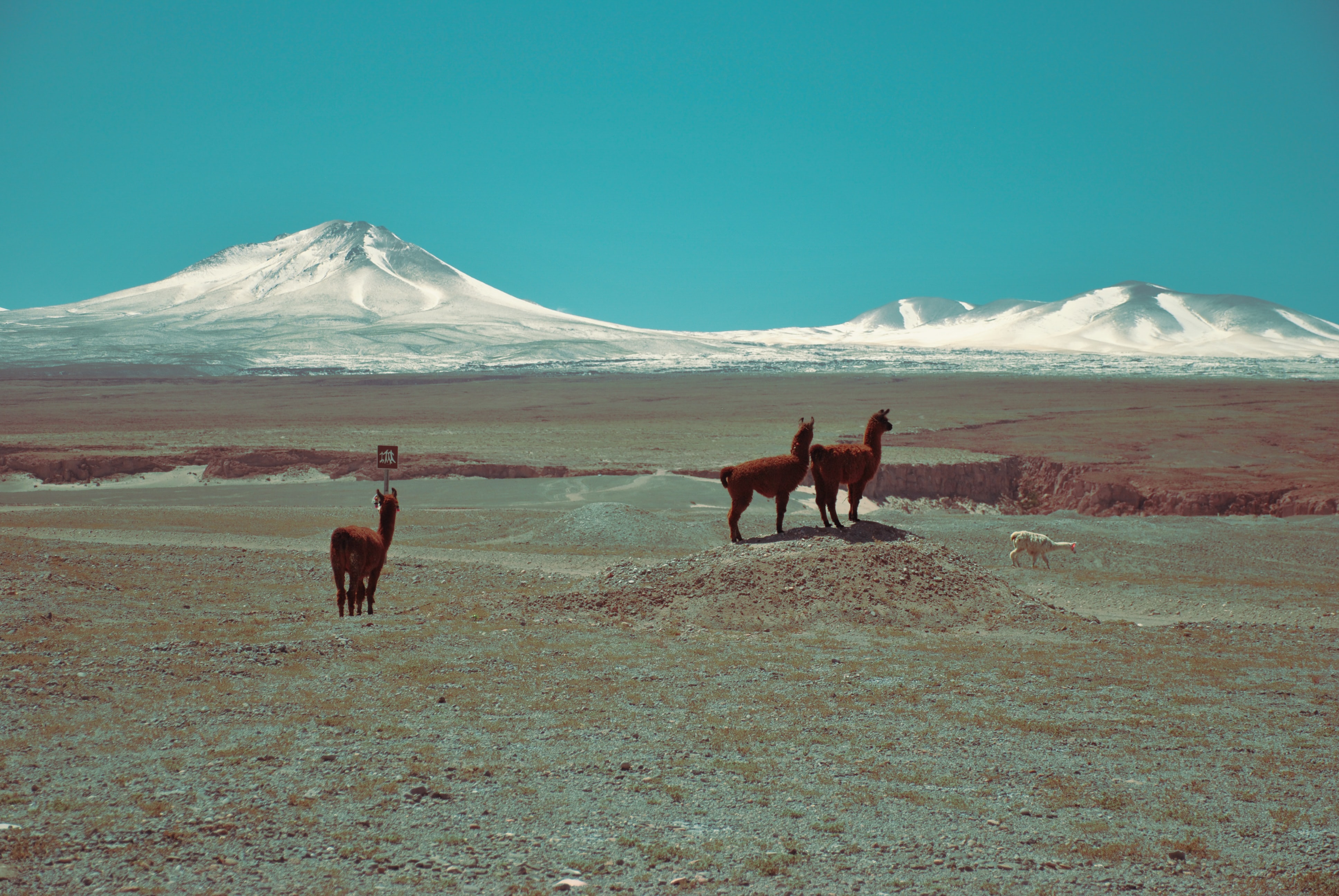 Alpacas en el desierto
